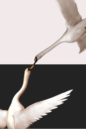 天鹅印花华亿平台图片