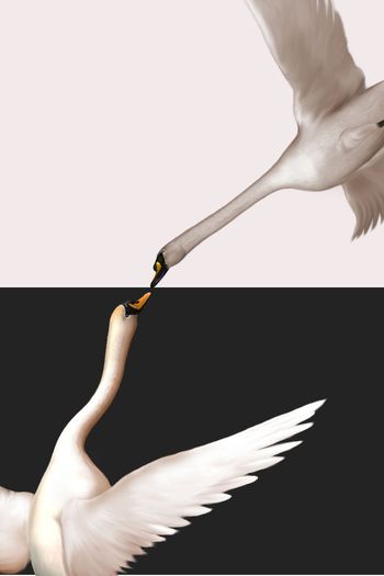 天鹅印花华亿平台图片