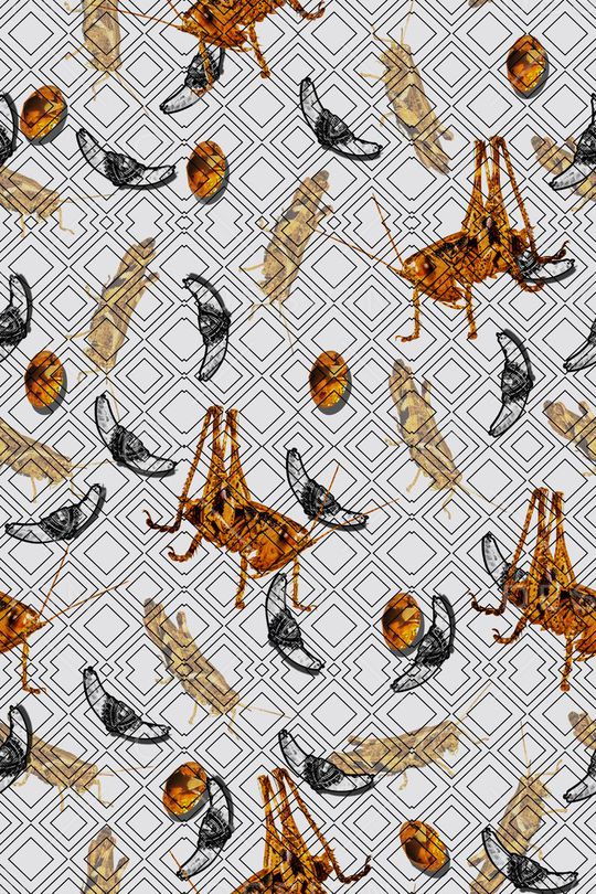 昆虫印花华亿平台图片