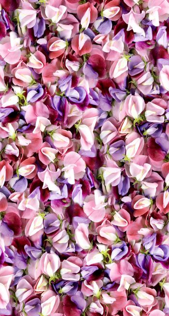 530398-时尚潮流 写实花瓣组合 服装 丝巾