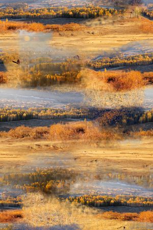 胡杨林印花华亿平台图片