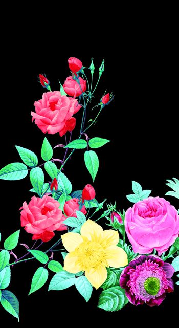 532212-定位手绘大花玫瑰