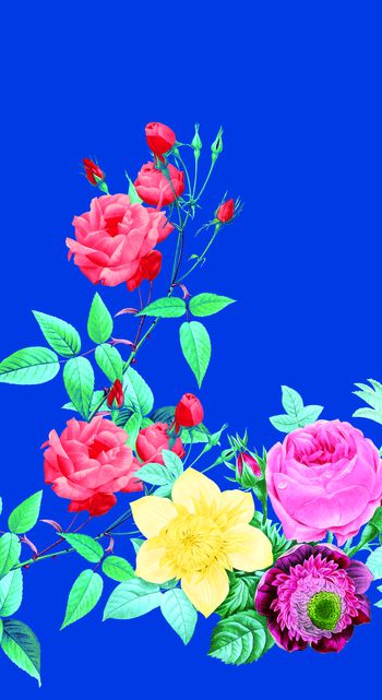 532215-定位手绘大花玫瑰