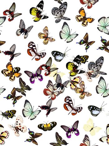 533909-复古蝴蝶男装华亿平台