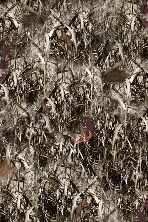 秋叶印花华亿平台图片