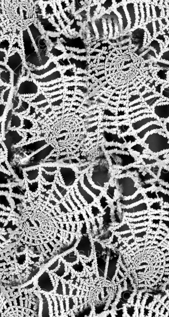 黑白印花华亿平台图片