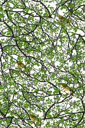 536474-主题 没有星星的森林  抽象树叶鸟