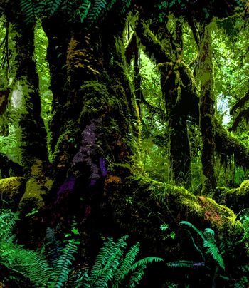 丛林印花华亿平台图片