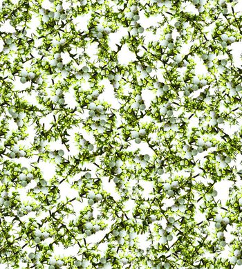 536610-小野果 小碎花