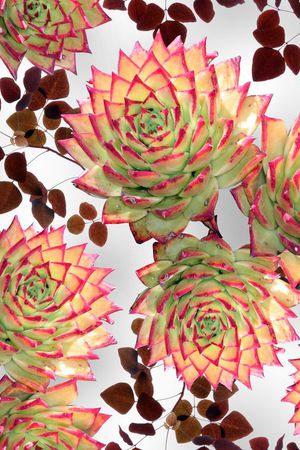 热带植物印花华亿平台图片