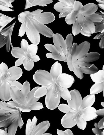 539174-时尚大牌 花朵 组合系列