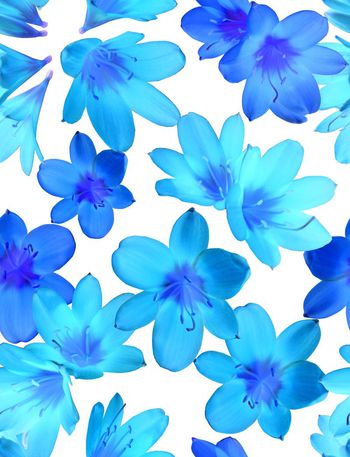 539175-时尚大牌 花朵 组合系列