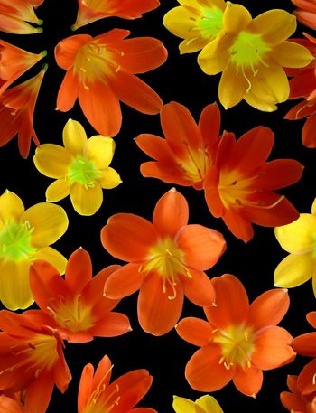 539176-时尚大牌 花朵 组合系列