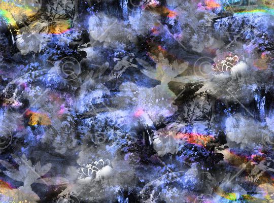 翠鸟印花华亿平台图片