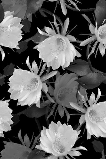 542850-时尚男装卫衣满地花卉图案