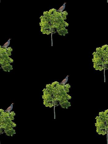 543776-抽象树鸟男装图案