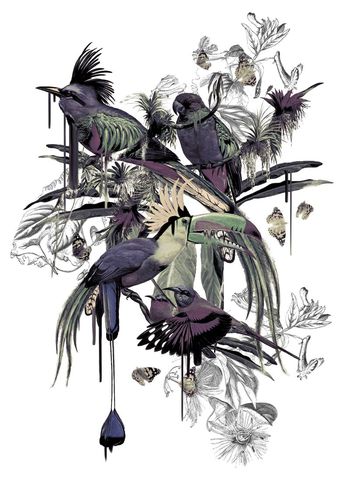 鹦鹉印花华亿平台图片