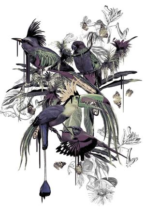 鹦鹉印花华亿平台图片