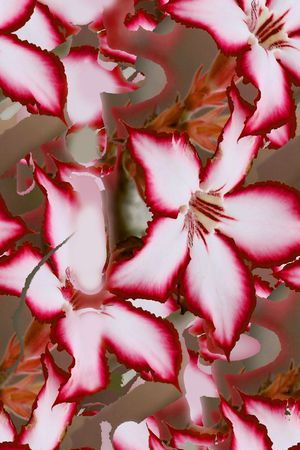 时尚浪漫印花华亿平台图片