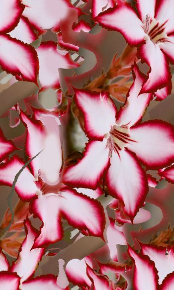 544960-时尚花卉女士裙装印花