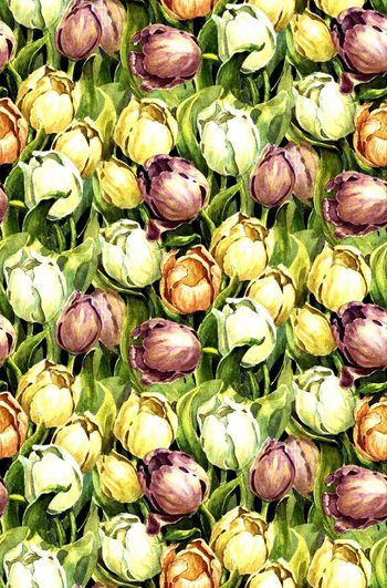 546329-手绘 水彩 郁金香 华亿平台