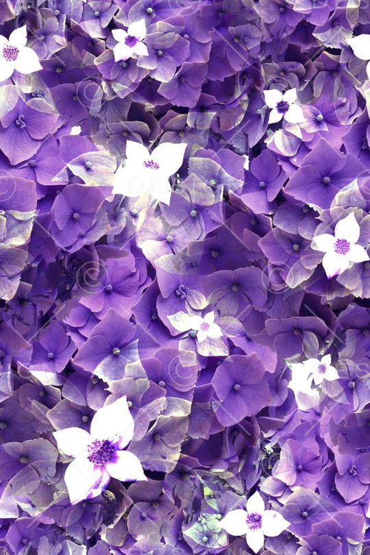 时尚流行印花华亿平台图片