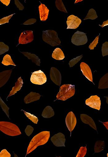 547959-复古 枯叶组合 服装 家纺 华亿平台