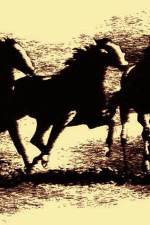 马印花华亿平台图片