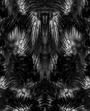 550216-抽象羽毛鹰翅膀定位图案