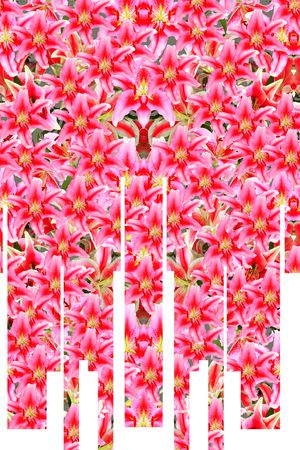 抽象百合花印花华亿平台图片