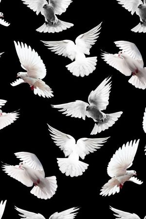 白鸽印花华亿平台图片