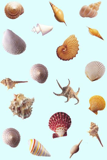 贝壳印花华亿平台图片