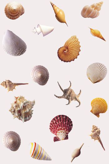 553442-女士衬衫  休闲装