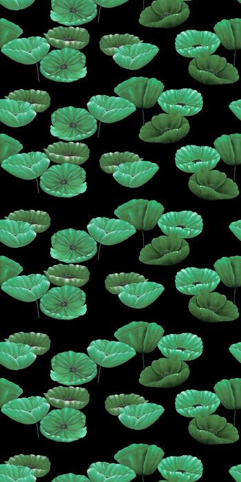 554498-金叶子荷花