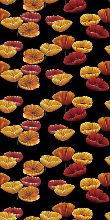 554499-金叶子荷花