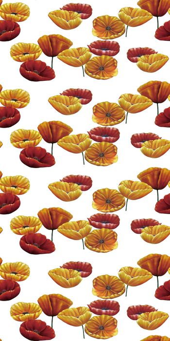 554500-金叶子荷花