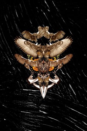 时尚印花华亿平台图片