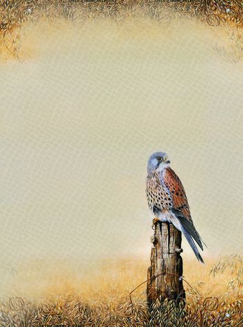 老鹰印花华亿平台图片