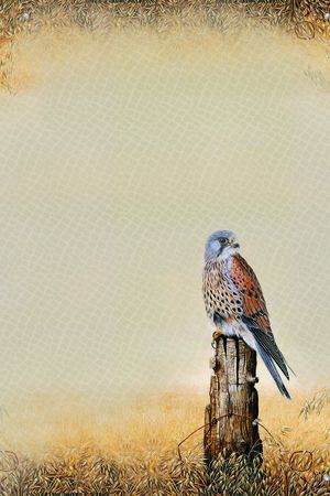 老鹰印花华亿平台图片