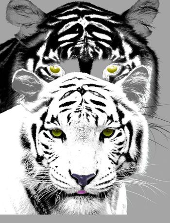 老虎印花华亿平台图片