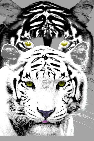 老虎印花华亿平台图片