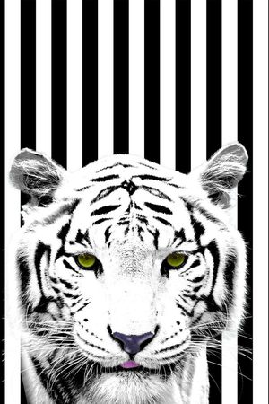 老虎印花华亿平台图片