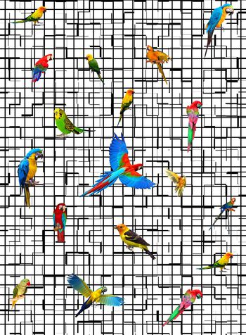 554991-女装华亿平台   格子  鹦鹉