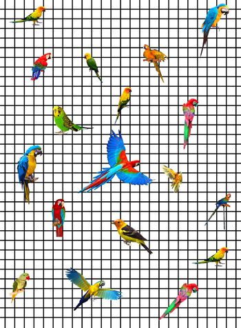 554992-女装华亿平台   格子  鹦鹉