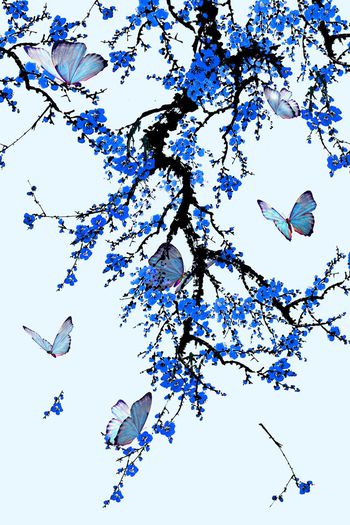 555398-中国风定位梅花