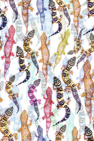 动物印花华亿平台图片