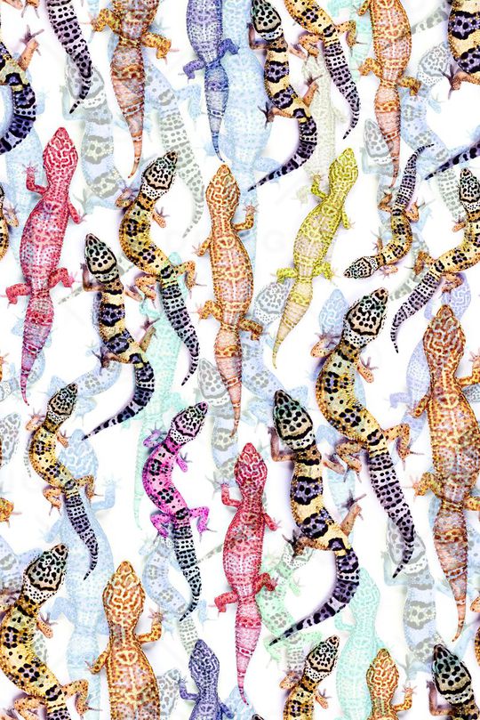 动物印花华亿平台图片