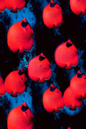 海洋生物印花华亿平台图片