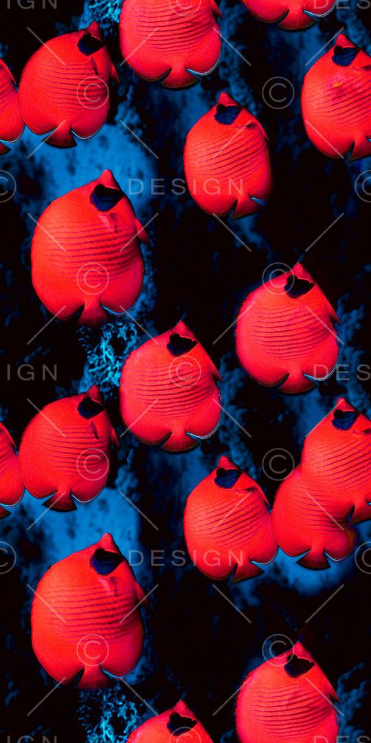 海洋生物印花华亿平台图片