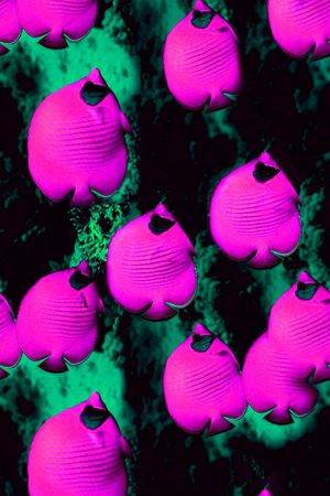 海洋生物印花华亿平台图片